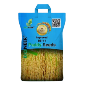BB-11 Paddy Seeds